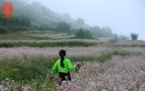 Ngất ngây với cánh đồng hoa tam giác mạch ở Hà Giang